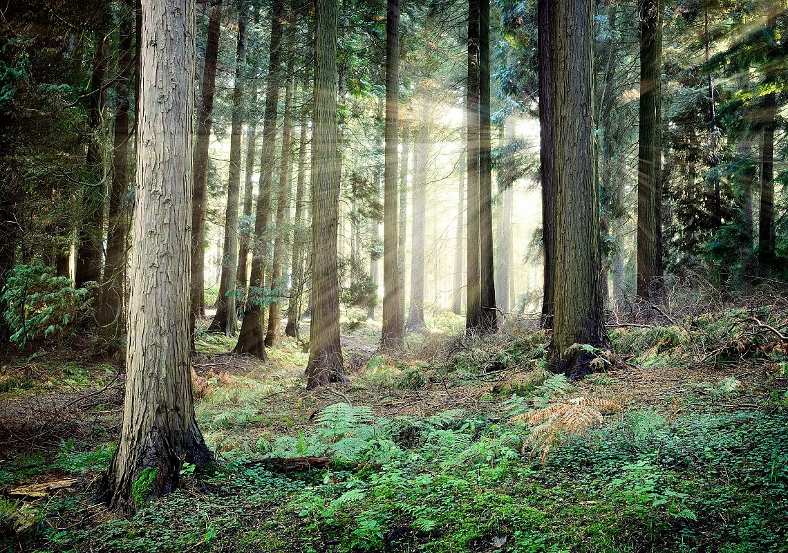 Rezerwat przyrody Choczewskie Cisy